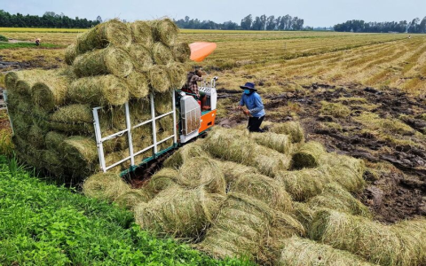 Mơ thấy ruộng lúa bội thu: Dự báo công việc thuận lợi và phát đạt