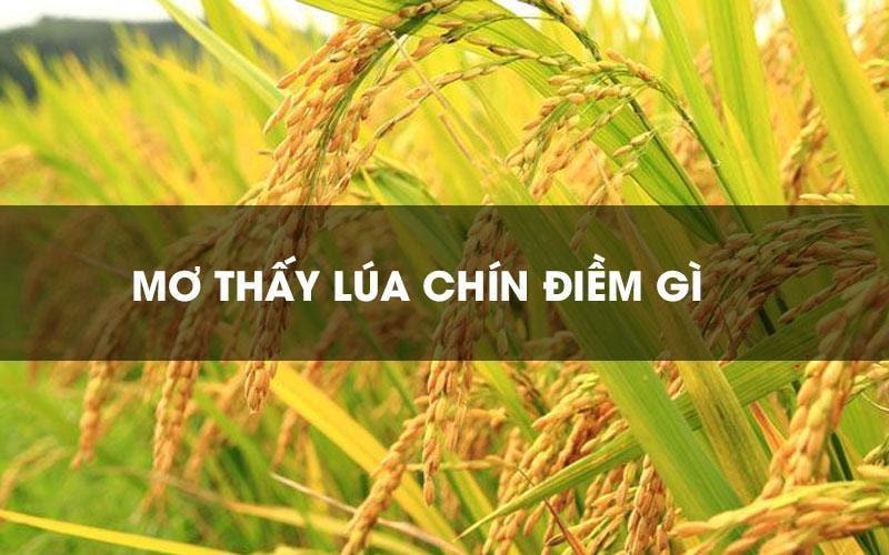 Nằm Mơ Thấy Hạt Lúa: Ý Nghĩa Và Con Số May Mắn