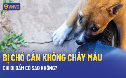 Mơ Thấy Chó Cắn: Điềm Lành Hay Dữ? Giải Mã Ngay!