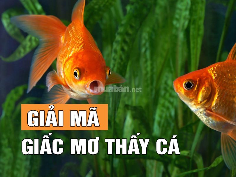 Mơ thấy nhiều cá là dấu hiệu may mắn, tài lộc và thành công trong tương lai