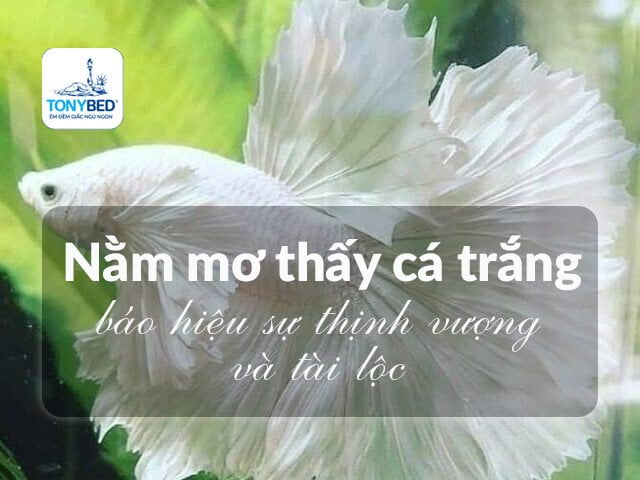 Mơ Thấy Câu Cá: Điềm Báo Từ Vận May Và Tình Cảm