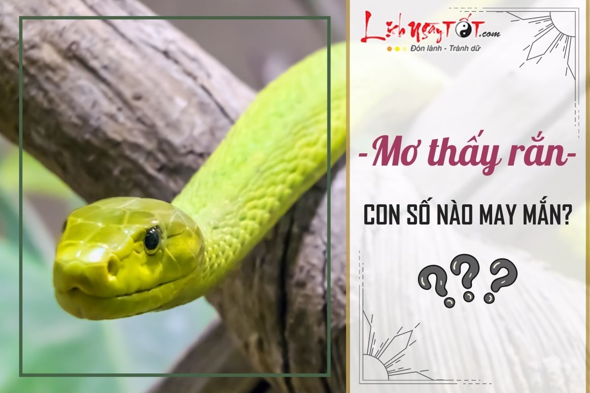 Nằm mơ thấy rắn cắn đánh số gì? Liệu có phải là điềm xui xẻo?