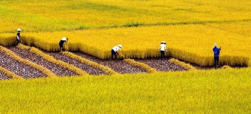 Nằm Mơ Thấy Mình Đi Gặt Lúa: Điềm Báo Tốt Cho Tương Lai