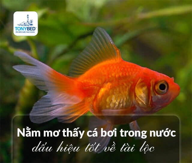 Mơ thấy nhiều cá là dấu hiệu may mắn, tài lộc và thành công trong tương lai