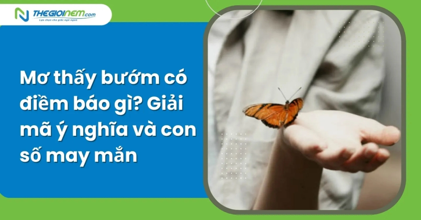 Mơ thấy bướm: Ý nghĩa và những con số may mắn bạn cần biết