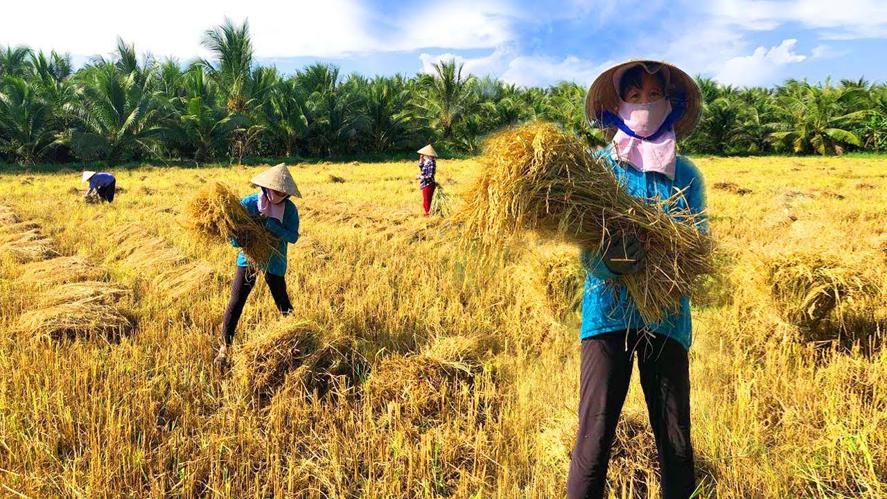 Nằm mơ thấy cắt lúa đánh số gì? Giải mã giấc mơ chi tiết!