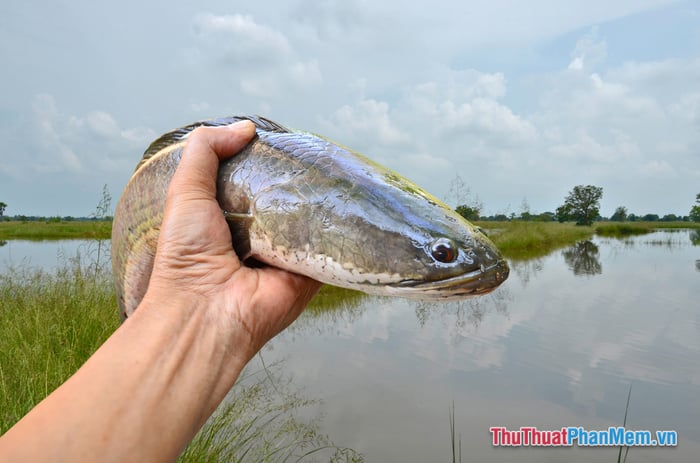 Giấc Mơ Bắt Cá Lóc: Điềm Báo Tình Yêu và Tài Lộc Sắp Đến