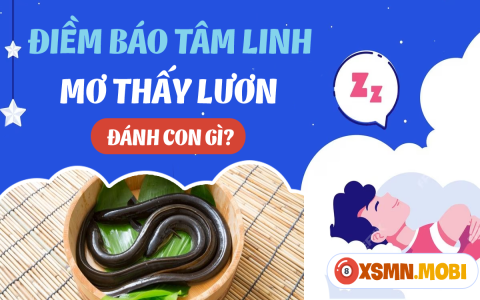 Nằm mơ thấy rùa là điềm lành hay dữ?  Giải mã ngay thôi nào!