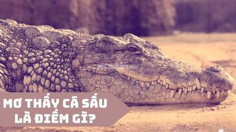 Nằm mơ thấy cá sấu là điềm gì? Giải mã giấc mơ thấy cá sấu chi tiết