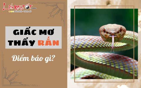 Bí ẩn giấc mơ thấy lươn: Điềm báo tốt hay xấu, hên hay xui?