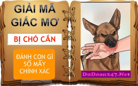 Nằm mơ đánh nhau đánh con gì, giải mã giấc mơ cho người chơi lô đề.