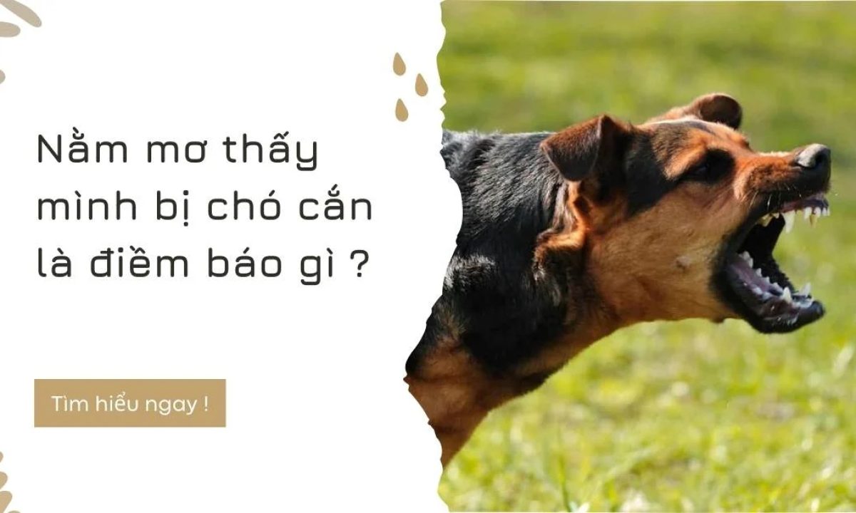 Nằm mơ chó cắn có phải sắp gặp xui xẻo? Cách hóa giải vận đen