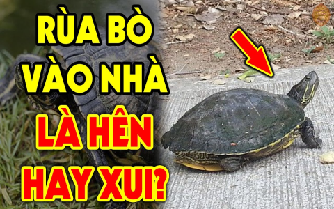 Nằm mơ thấy rắn bò vào nhà là điềm báo gì? Chuyên gia giải mã giấc mơ