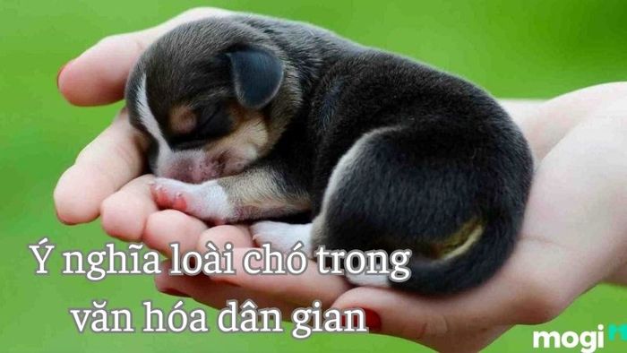 Nằm mơ thấy chó đẻ và những con số liên quan khiến bạn bất ngờ