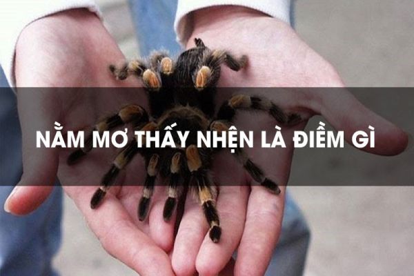 Bạn nằm mơ thấy nhện đen, nhện trắng? Cẩn thận điềm báo!