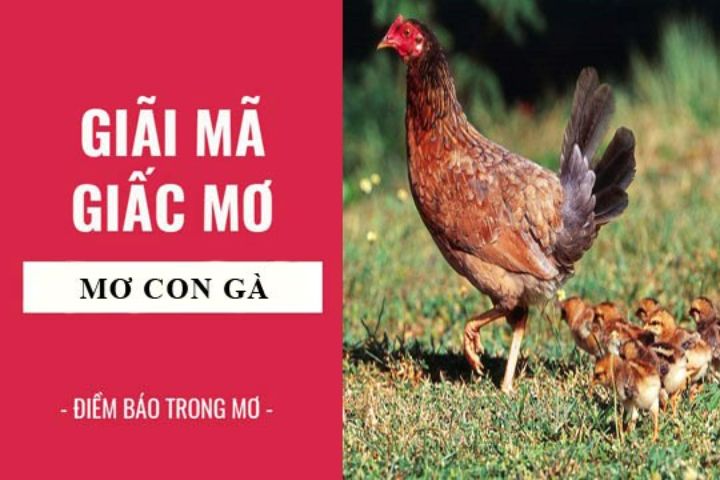 Nằm mơ thấy con gà có ý nghĩa gì (Điềm lành hay dữ)