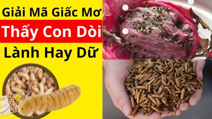 Nằm mơ thấy dòi điềm báo gì (Giải mã giấc mơ chiêm bao có dòi)