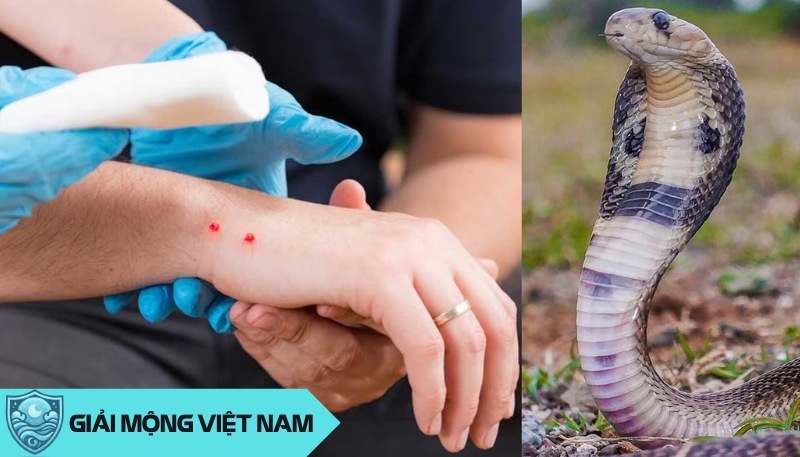 Nằm mơ thấy rắn hổ mang cắn vào tay điềm gì (Giải mã chi tiết)