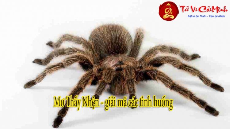 Bạn nằm mơ thấy nhện đen, nhện trắng? Cẩn thận điềm báo!