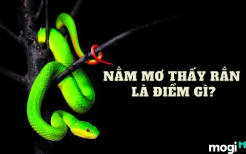 Nằm mơ thấy rắn màu đen điềm báo gì? Tốt hay xấu?