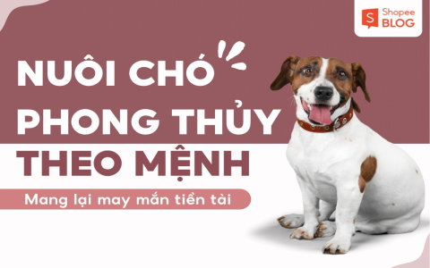 nằm mơ thấy mất chó đánh con gì (Tổng hợp các con số may mắn)