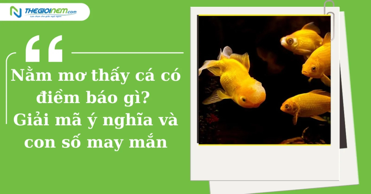 Giải mã giấc mơ: nằm mơ thấy con cá có ý nghĩa gì với bạn?