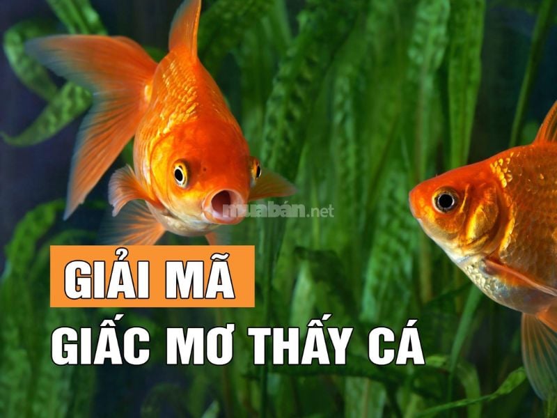 nằm mơ thấy 2 con cá chuối có ý nghĩa gì? Chuyên gia giải mộng!