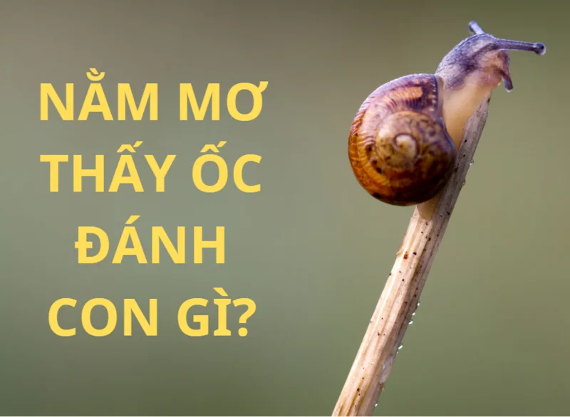 Nằm mơ thấy ốc sên là hên hay xui? Ý nghĩa thực sự của giấc mơ này.